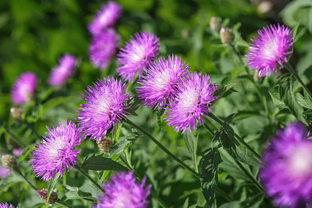 Aster Stokesia laevis flower in bloom