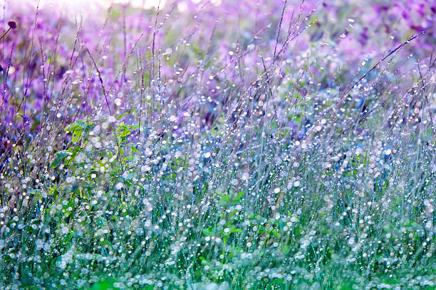 istock Wet grass with dew drops on summer  blossoming meadow 481567880