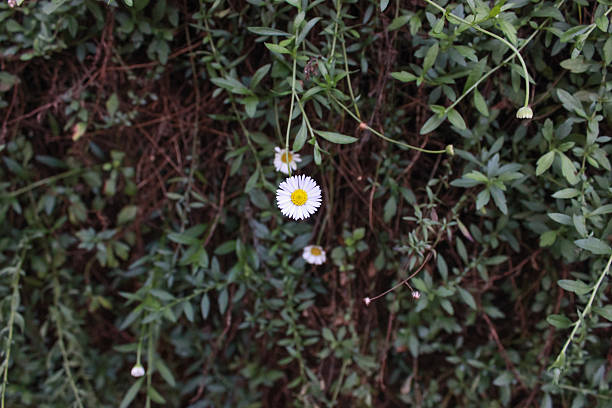 flower,flola,green,wall,yellow
