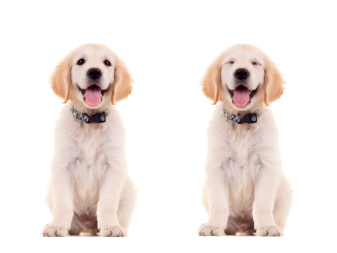 Dos emocional poses de un cachorro Monada photo