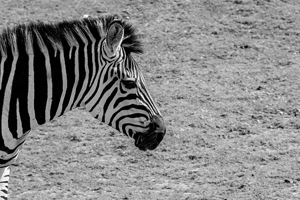 istock Zebras on the savannah looking for food 481568966