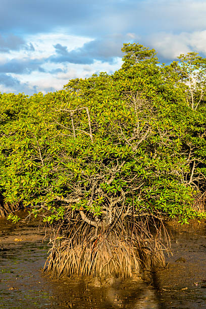 istock Mangroves in the Philippines 481571204