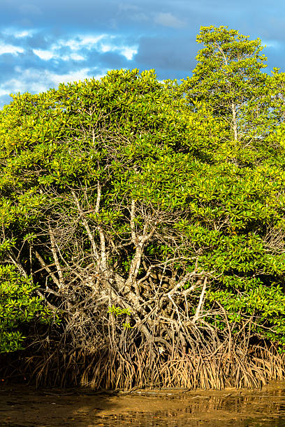 istock Mangroves in the Philippines 481571206