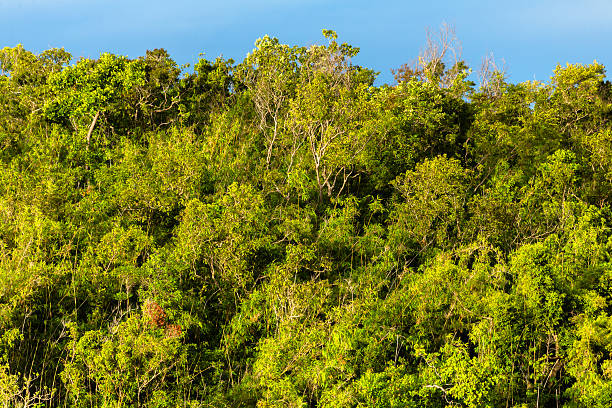 istock Mangroves in the Philippines 481571216