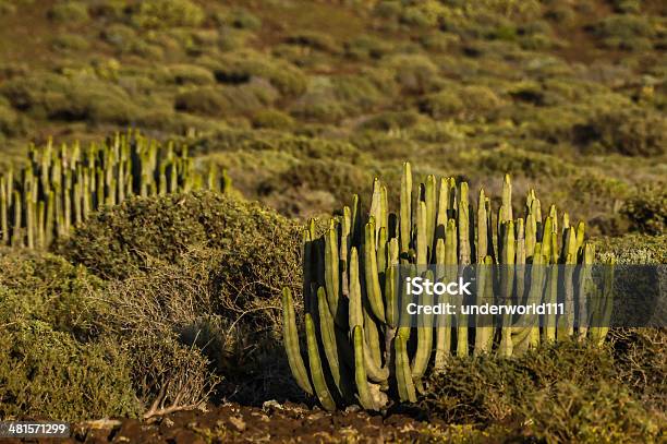 Cactus Del Desierto Foto de stock y más banco de imágenes de Afilado - Afilado, Aire libre, Ajardinado