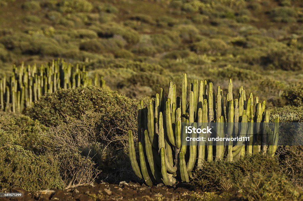 Cactus do deserto - Foto de stock de Afiado royalty-free