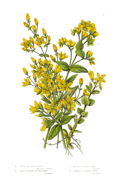 johanniskraut viktorianischen botanischen illustrationen - hypericum stock-grafiken, -clipart, -cartoons und -symbole