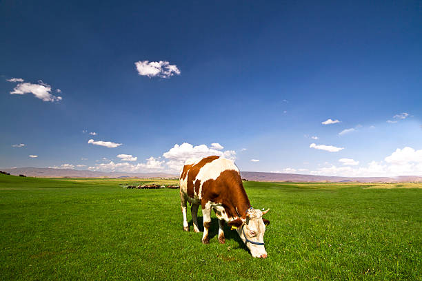 istock Cows in a fresh grassy field on a clear day 481572280