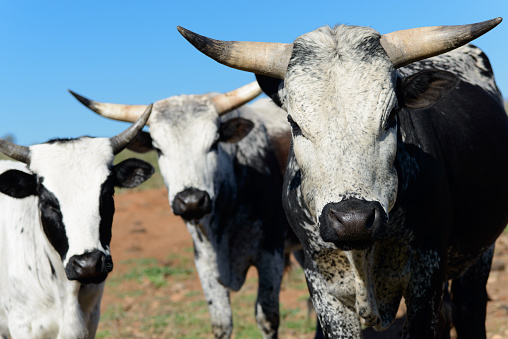 Outdoor shot of African Nguni Cattle  Herd