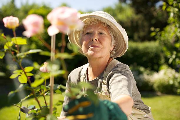 donna caucasica senior giardinaggio in cortile - planting clothing gray hair human age foto e immagini stock