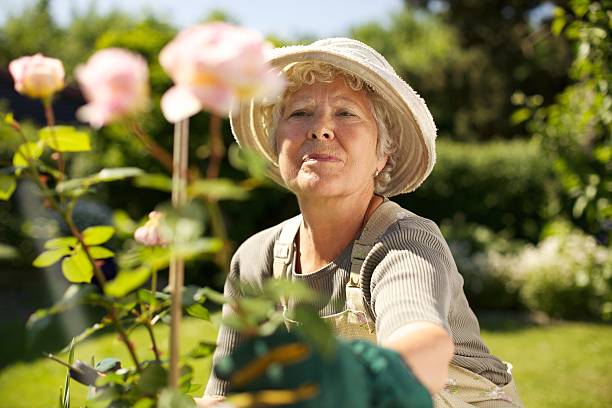 senior caucasiana mulher jardinagem no quintal - senior women rose women flower bed imagens e fotografias de stock