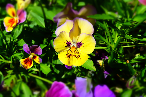 The garden pansy flower is two to three inches in diameter and has two slightly overlapping upper petals, two side petals, and a single bottom petal with a slight beard emanating from the flower's center.