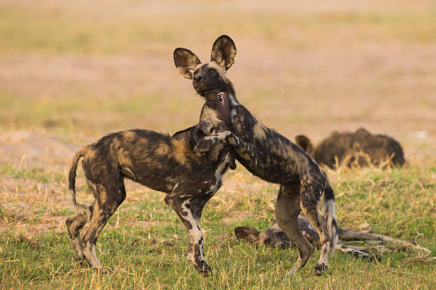 istock African Wild Dog puppies at play 481573702