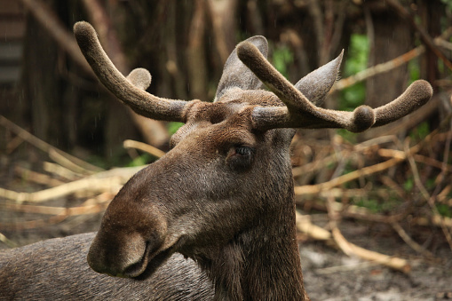 Moose (Alces alces), also known as the elk. Wild life animal.