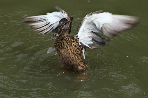 Wild duck (platyrhynchos), also known as the mallard spread wings. Wild life animal.