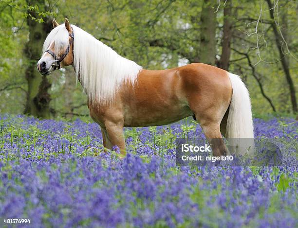 Beautiful Horse In Flowers Stock Photo - Download Image Now - Palomino, 2015, Agricultural Field