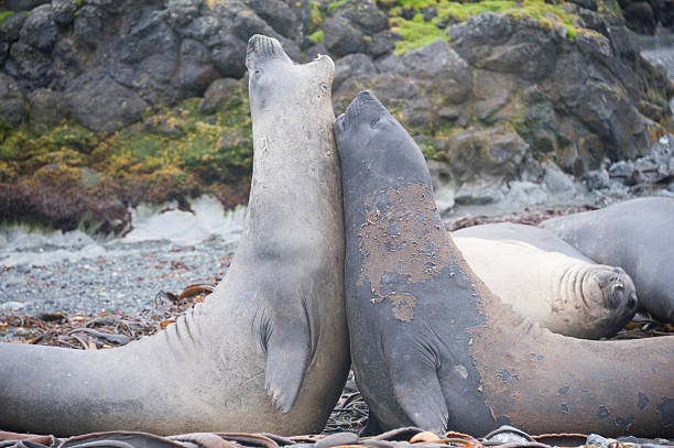 A pair of young elephant seals face off against each other in play which mimics the challenges that they will endure as adults.