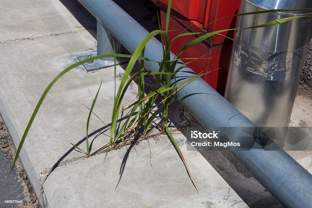 Plants on the concrete 2015 Stock Photo