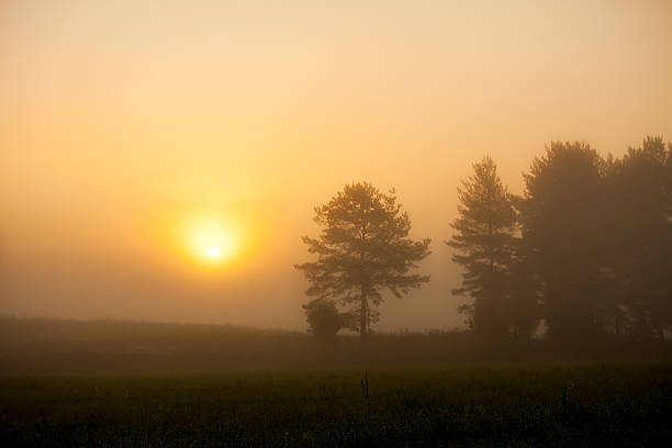 istock Sunrise at foggy meadow 481577746