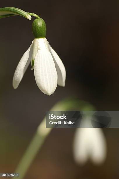 Snowdrop Stock Photo - Download Image Now - Freshness, Hope - Concept, Lightweight