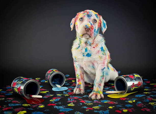 Who Me? A silly Lab puppy looking like he just got caught getting into paint cans and making a colorful mess. painting activity photos stock pictures, royalty-free photos & images