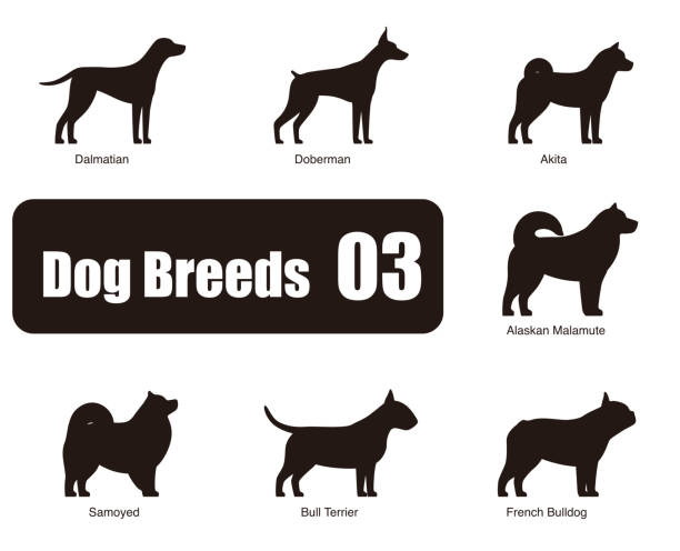set of dog breeds, black and white, side view, vector Dog breeds,  standing on the ground, side,silhouette, black and white, vector illustration, dog cartoon image series malamute stock illustrations