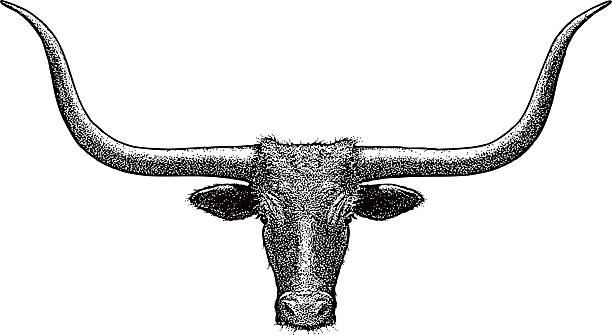 황소와 헤드, 텍사스 롱혼. 흰색 바탕에 - texas longhorn cattle bull horned cattle stock illustrations