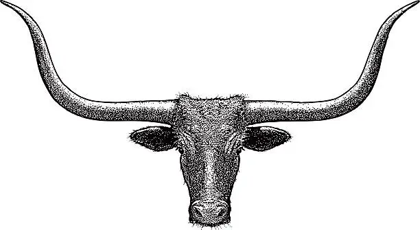 Vector illustration of Steer Head, Texas Longhorn. Isolated on white
