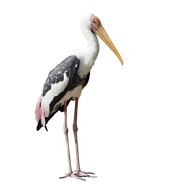 istock painted stork bird or mycteria leucocephala on white background 481578618