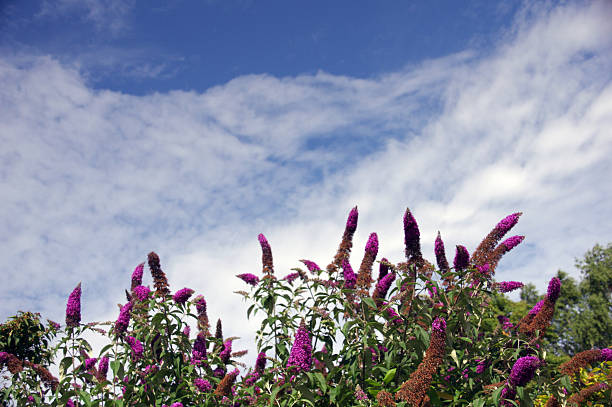 A cluster of vivid purple Buddleia flowers in full bloom, attracting bees and butterflies.