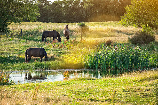 istock Horses by small lake in sunset. 481579510