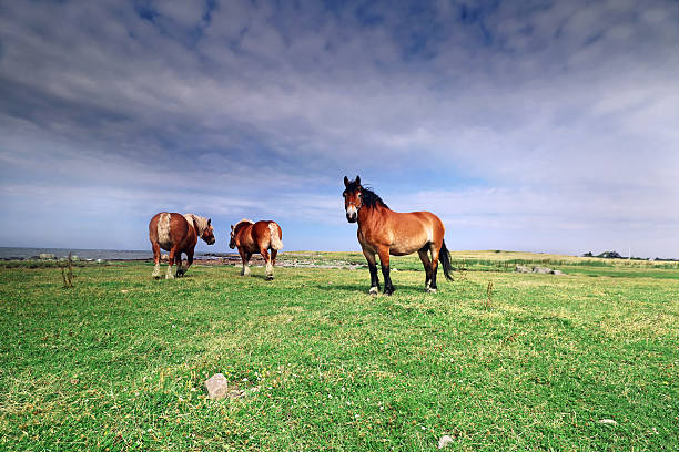 Horses Ardennes horses on a meadow ardennes horse stock pictures, royalty-free photos & images