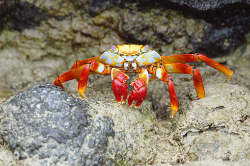 Names: Red rock crab, abuete negro, sally lightfoot crab