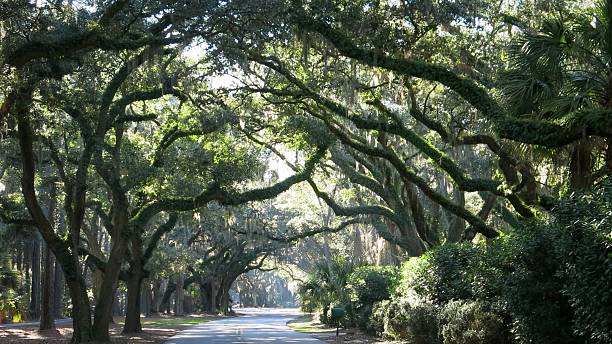 Live Oak Trees Canopy Hilton Head Island Road, South Carolina Beautiful Live Oak Trees Canopy Hilton Head Island Road, South Carolina hilton head photos stock pictures, royalty-free photos & images
