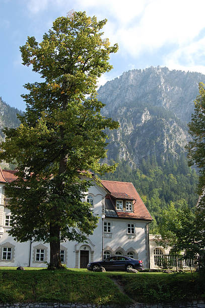 There are trees that are taller than the mountains