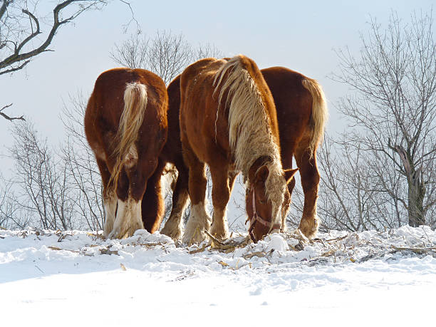 istock Clydesdales in the Snow 481586066