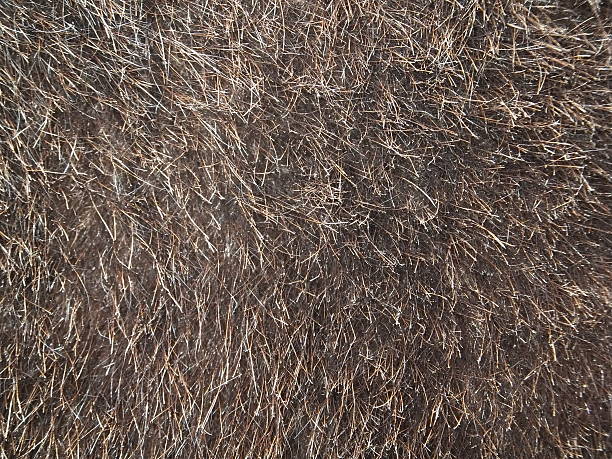 istock Grizzly bear fur background 481588696