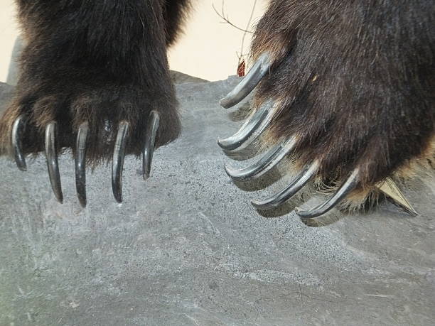 istock Grizzly bear long and powerful claws 481588704