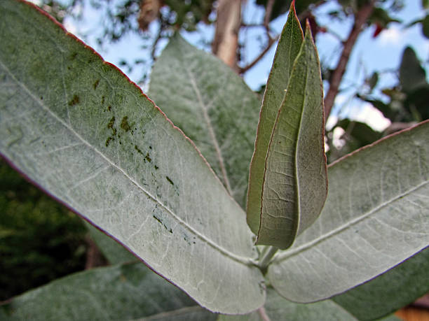 eukalyptus globulus - bluegum tree stock-fotos und bilder
