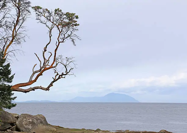 An Arbutus tree reaching out off the shore of Gabriola Island, just off Vancouver Island, in British Columbia, Canada.
