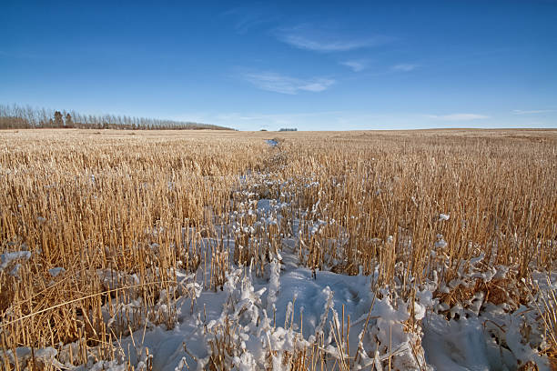 paisagem de neve prairie - prairie farm winter snow - fotografias e filmes do acervo