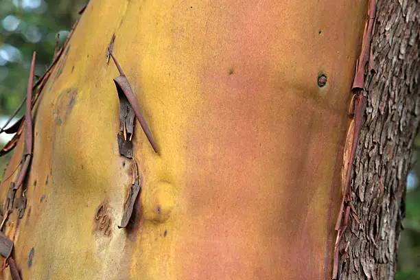 The bark of an Arbutus (Arbutus menziesii) tree, shot on Gabriola Island, British Columbia Canada.