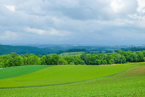 istock Biei beautiful Patchwork Road in hokkaido 481589876