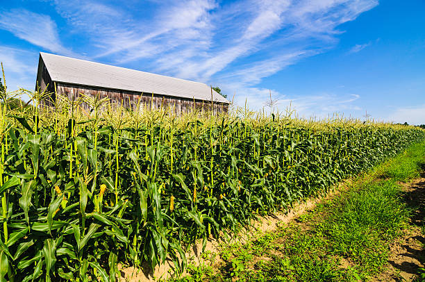 列のトウモロコシ - massachusetts agriculture crop farm ストックフォトと画像