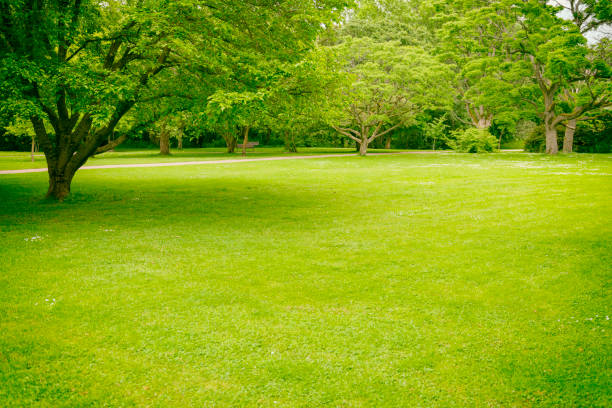 Big Lawn in Green Park in summertime.