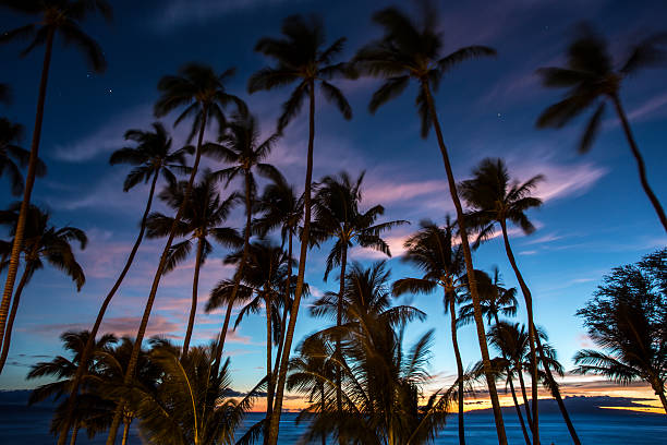 Stunning Hawaii ocean sunset with silhouettes of palm trees swaying against a vibrant sky of orange, pink, and purple hues, reflecting on calm tropical waters