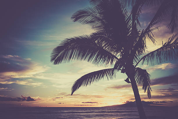 istock Tropical Beach and Ocean Sunset, Maui, Hawaii 481592778