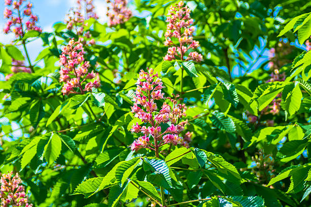 赤色マロニエ florwers 、Aesculus x carnea briotii ストックフォト