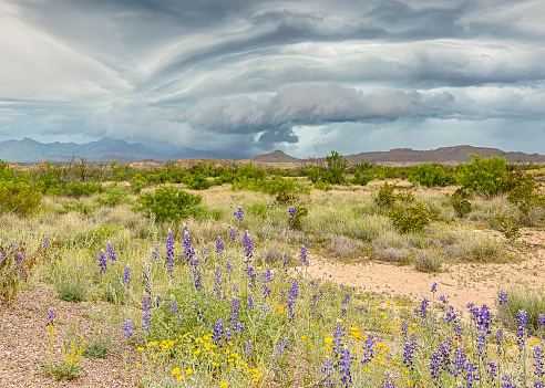 Spring rains over the Chisos Mountains irrigate bluebells and paper flowers near Route 12, Big Bend National Park, Texas.