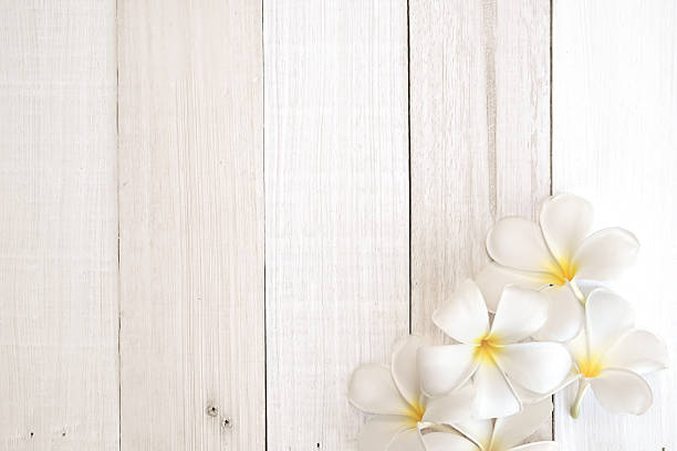 istock frangipani (plumeria) flower on white wooden background 481598702